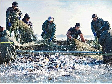 济宁太白湖撒下冬捕第一网