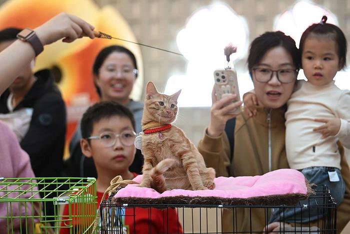 “0元购”后猫财两空!起底“免费领养”背后的“猫贷”套路