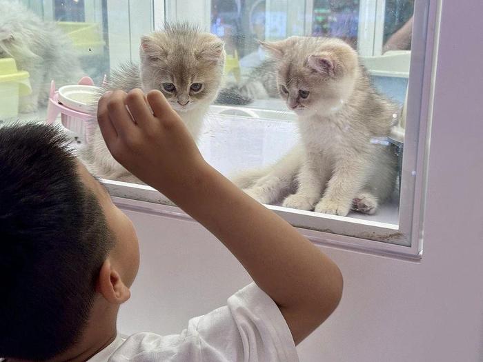 “0元购”后猫财两空!起底“免费领养”背后的“猫贷”套路