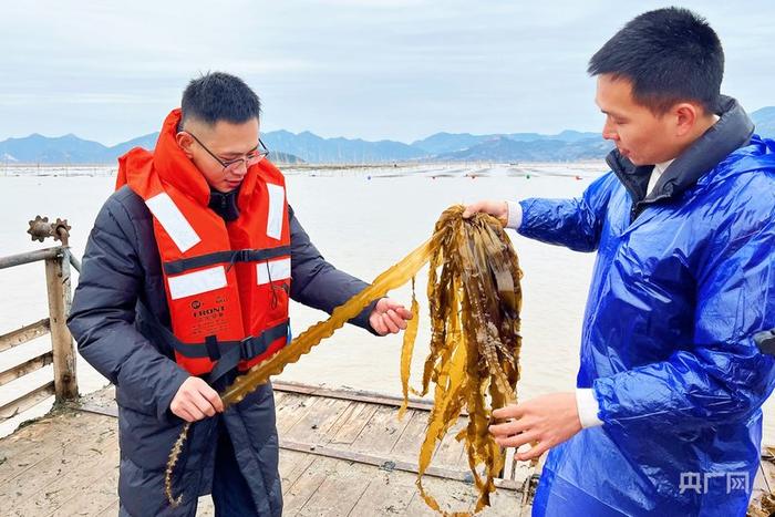 霞浦县科技特派员与海带苗养殖企业代表交流(央广网记者 龚雯 摄)