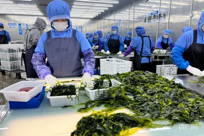 工人正在进行海带苗精加工(央广网记者 龚雯 摄)