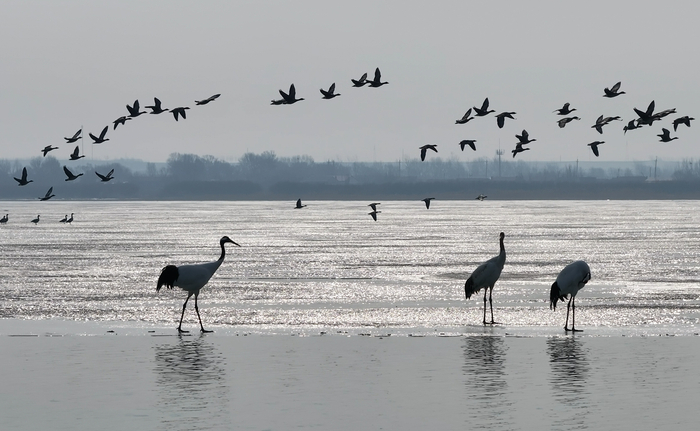 三只丹顶鹤，是卧龙湖的“稀客”（央广网发 洪博 摄）