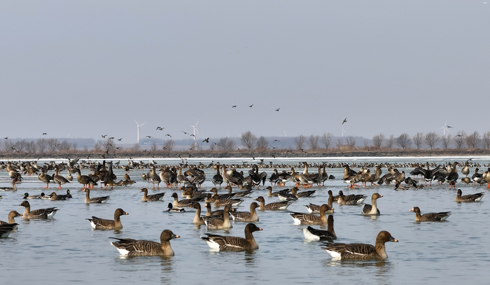 大批豆雁聚在一起休憩觅食（央广网发 洪博 摄）