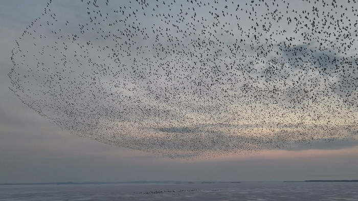 花脸鸭成群飞起，形成“鸭浪”（央广网发 洪博 摄）