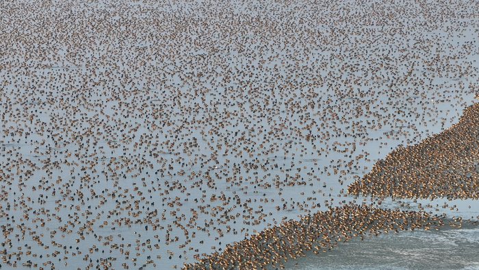 密集的花脸鸭群（央广网发 洪博 摄）