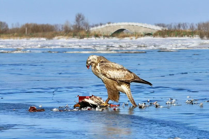 一只绿头鸭被猛禽大鵟捕食，两者都是二级保护动物（央广网发 洪博 摄）
