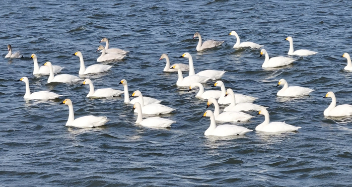 成群在湖面上游动的大天鹅，它们和家鹅的显著区别是额头是否鼓起（央广网发 洪博 摄）