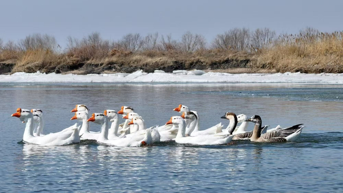 湖边农户喂养的家鹅出门“迎客”。北归卧龙湖的候鸟中，有家鹅的祖先——鸿雁（央广网发 洪博 摄）
