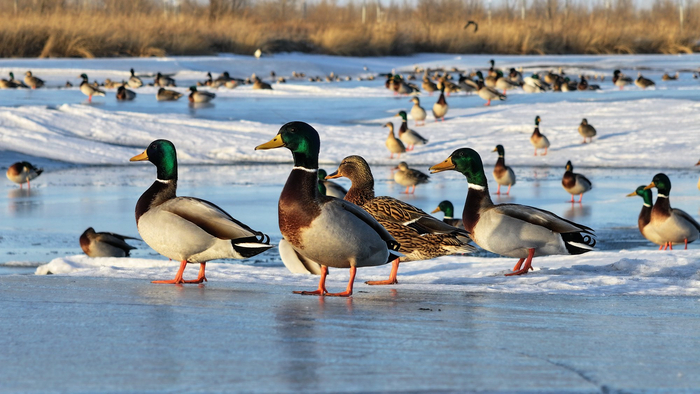最先北归卧龙湖的绿头鸭，其中“颜值欠佳”的是母鸭（央广网发 洪博 摄）
