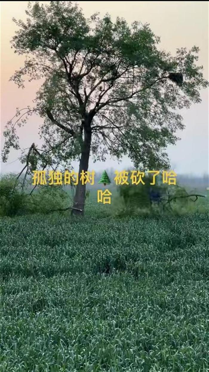 农户因庄稼被踩砍掉网红打卡点“孤独的树”?安徽池州:有游客踩踏小麦,农户只砍掉了一些树枝