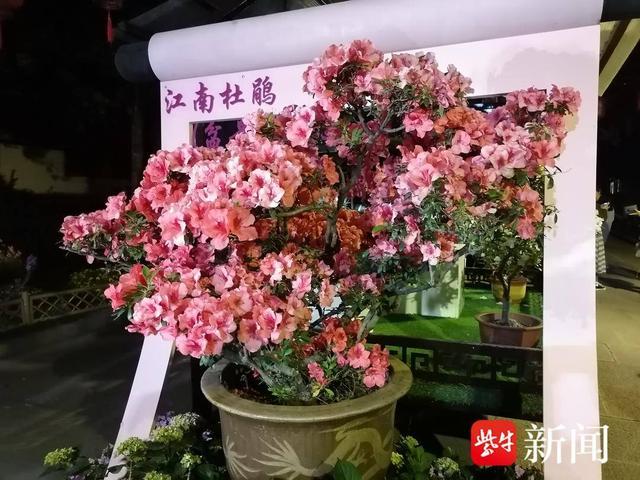 杜鹃花开正盛。张建波 摄