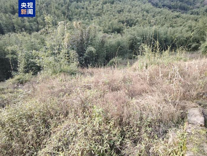 △葫市镇葫市村一处已整改地块砍掉竹林后目前已撂荒