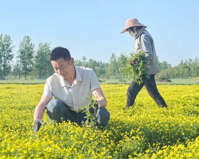 图为猫爪草种植户正在进行田间管理。杨琳琳摄