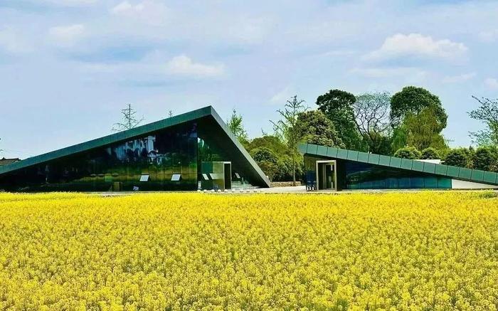 彭州市九尺镇昌衡村的农家书屋——昌衡书院在一片金黄的油菜花田中。受访者供图