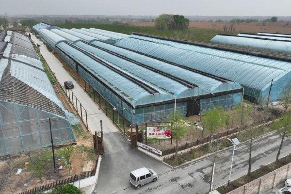 图为:长子县鲍店镇西马村泽坤樱桃采摘园