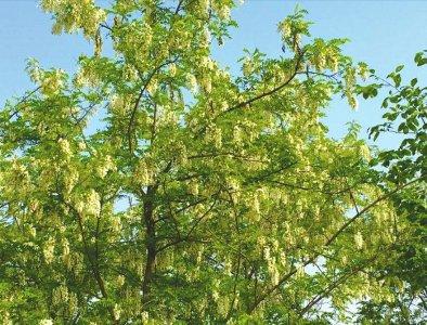 洋槐花 占家勇 摄