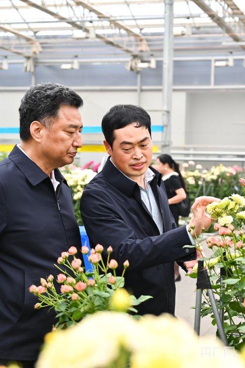 农科院花卉所所长讲解国风月季品种(央广网记者 魏文青 摄)