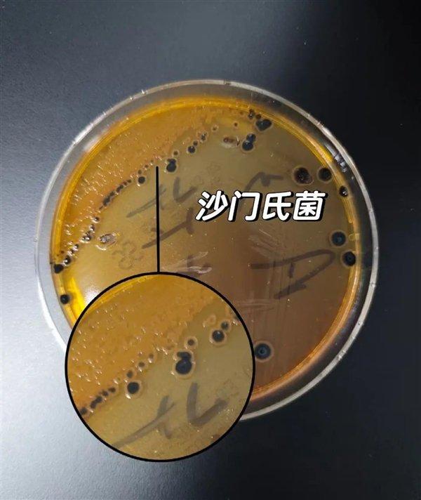 沙门氏菌(图片来源于社交平台)
