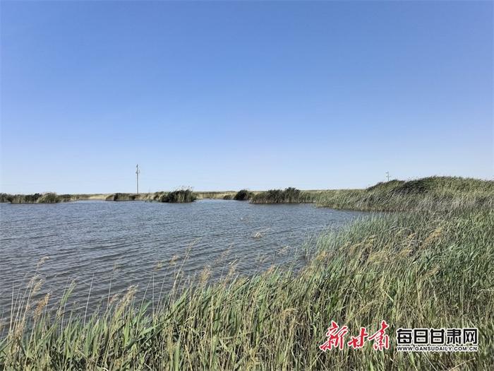 阳光下的青土湖碧波荡漾。