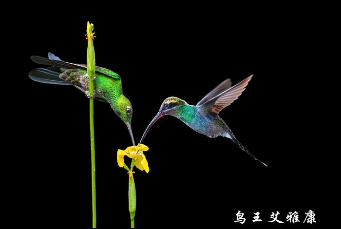四川摄影家全球抓拍百余幅野生鸟类经典图片在成都高校展出