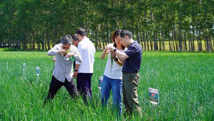 专家走进毛葱基地(央广网记者陈显春 摄)