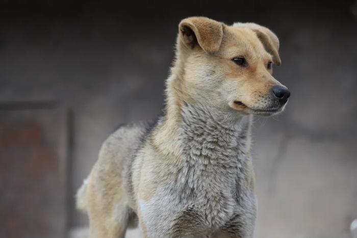 中华田园犬,为何被这些城市拒之门外?