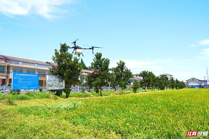 无人机正在田间喷洒防治药剂。