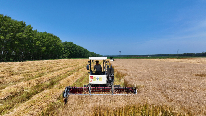 面粉是小麦的哪个部分加工而成的 w700d1q75cms.jpg?by=cms_fixed_width