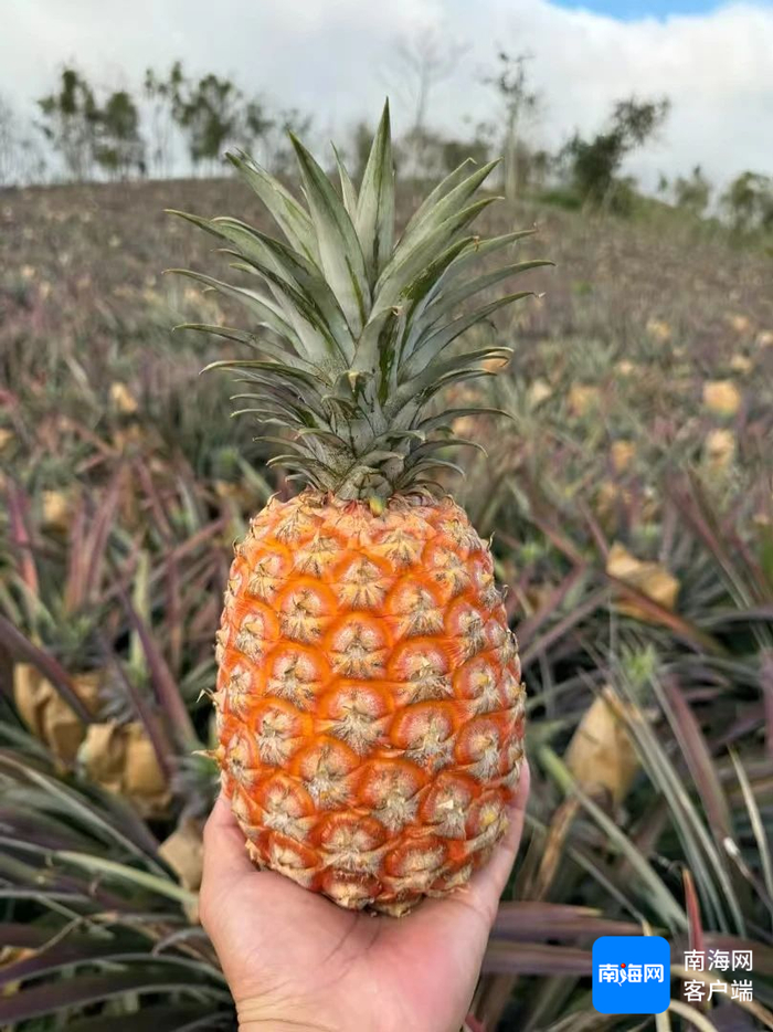 凤梨要种多久结果 w700d1q75cms.jpg?by=cms_fixed_width