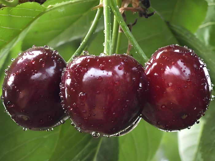 w700d1q75cms.jpg?by=cms_fixed_width