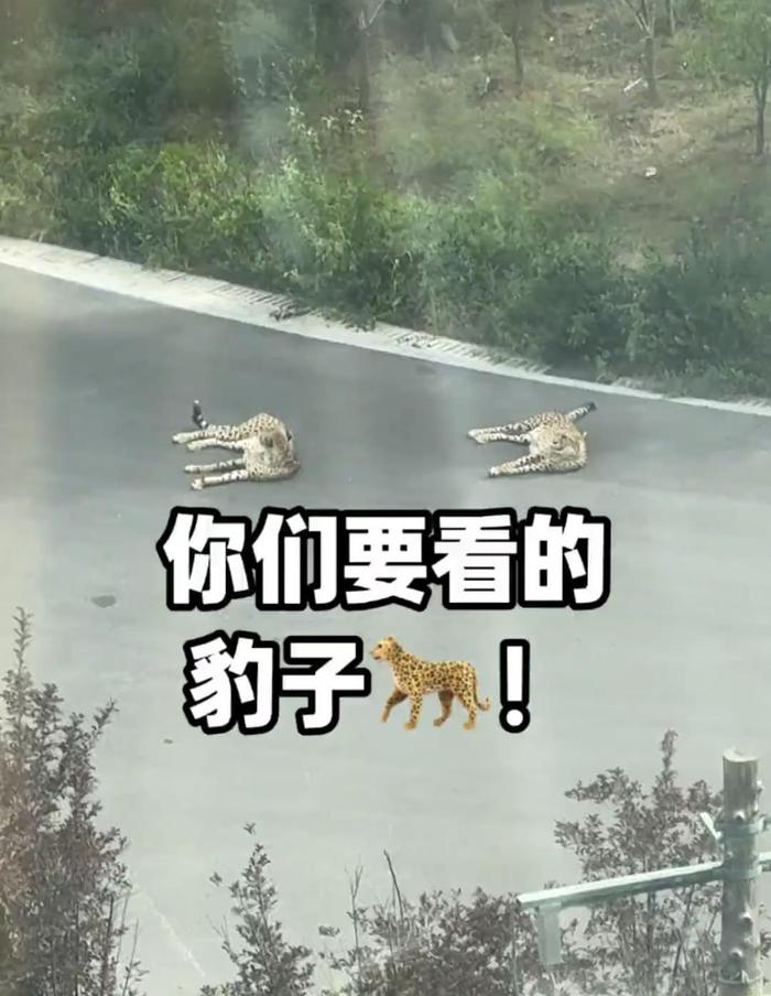 太原一小区现“豹景房”,业主发视频请粉丝围观非洲豹“上下班”,园方:门票10元,欢迎近距离参观