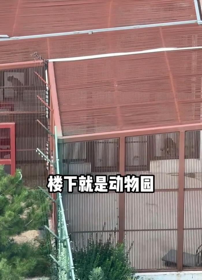 太原一小区现“豹景房”,业主发视频请粉丝围观非洲豹“上下班”,园方:门票10元,欢迎近距离参观