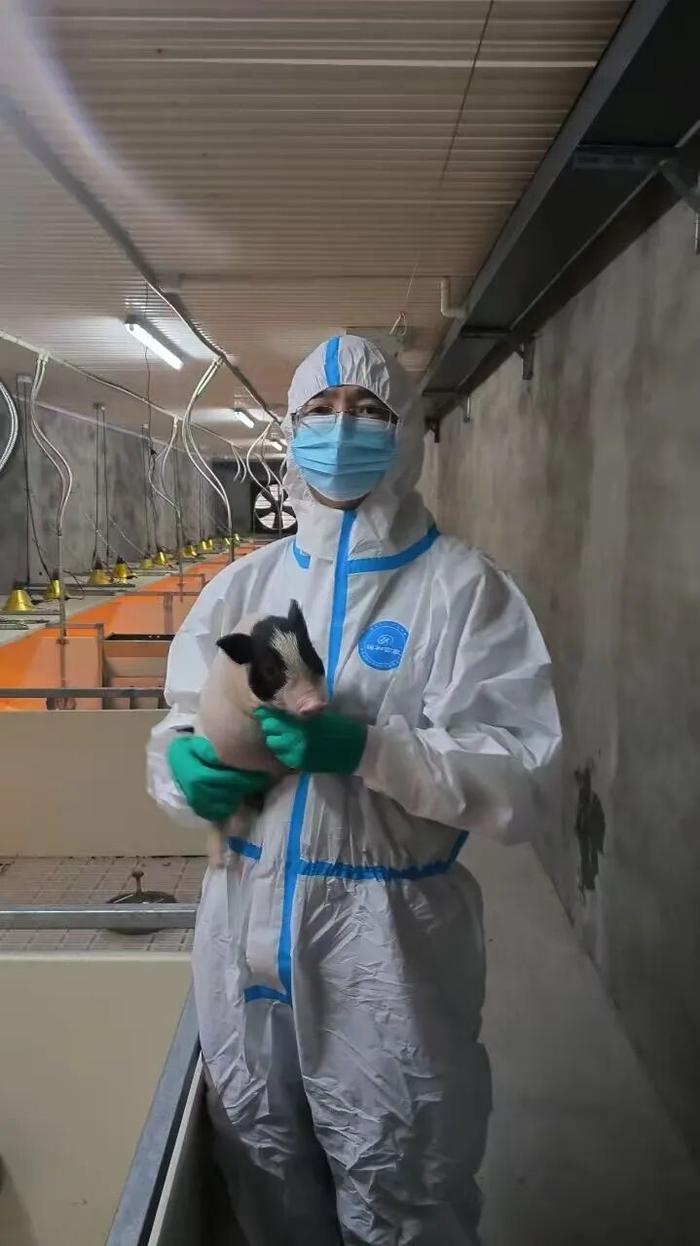 世界首例基因编辑猪肺成功移植人体 对话主要参与者:距离临床应用还有多远?
