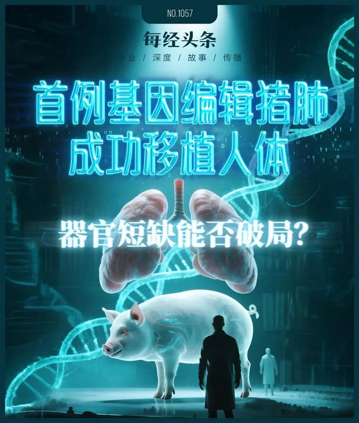 世界首例基因编辑猪肺成功移植人体 对话主要参与者:距离临床应用还有多远?