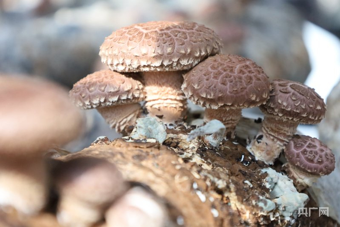 怎么种植蘑菇教程 w700d1q75cms.jpg?by=cms_fixed_width