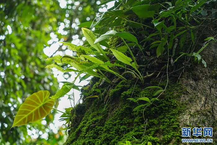 日本的代表植物是什么 w700d1q75cms.jpg?by=cms_fixed_width