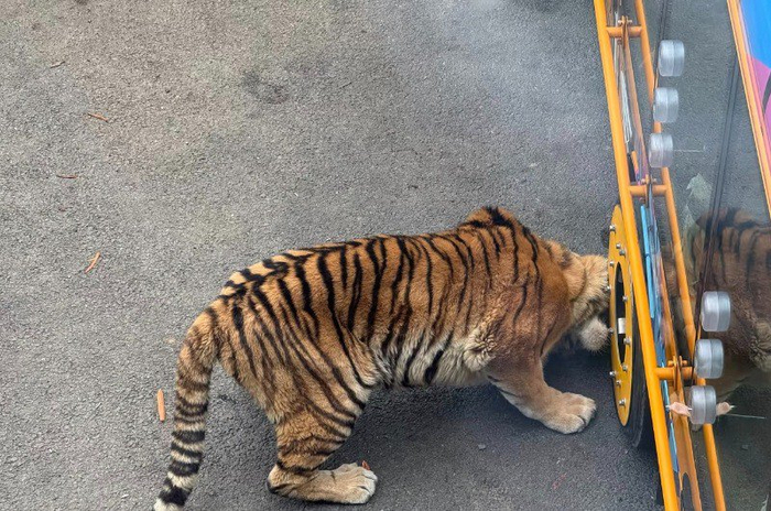 大连一动物园观光车压碎老虎下巴？涉事动物园回应