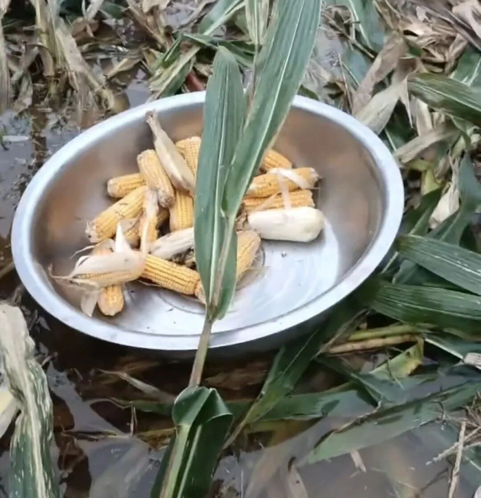 “看着满院发霉的玉米,想哭也哭不出” ,黄淮秋收调查