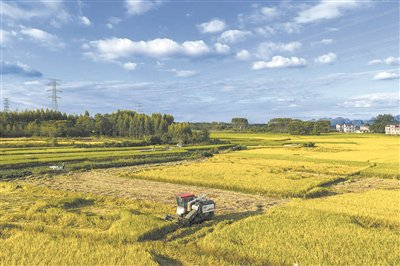 全国秋粮收获进入高峰期,进度已过六成 齐心协力共绘丰收画卷