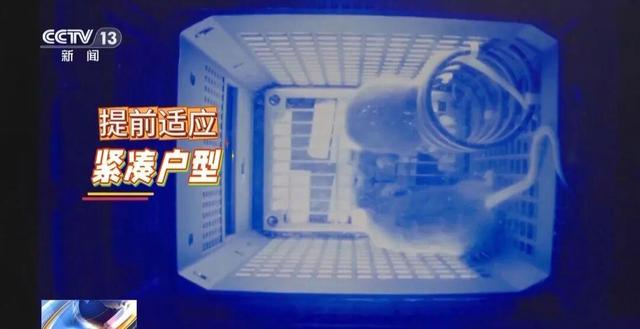 4只小鼠“航天员”要上天了,“魔鬼”训练画面曝光