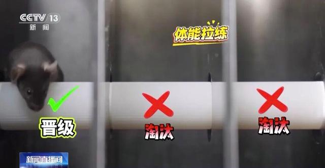 4只小鼠“航天员”要上天了,“魔鬼”训练画面曝光