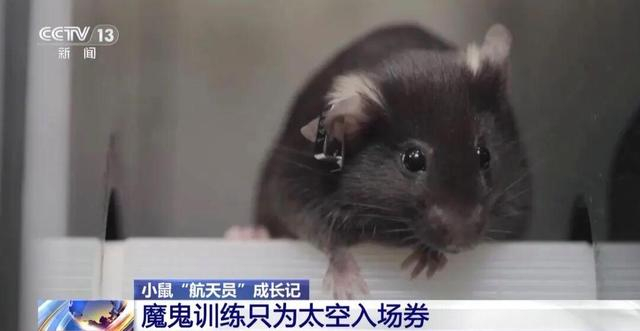 4只小鼠“航天员”要上天了,“魔鬼”训练画面曝光