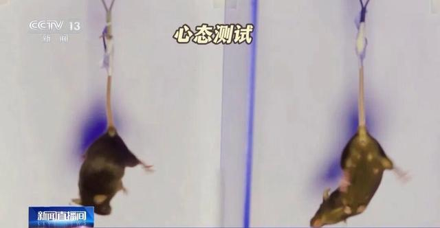 4只小鼠“航天员”要上天了,“魔鬼”训练画面曝光