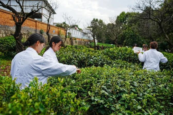 茶学院的学生们在茶树种质资源科普园采茶。