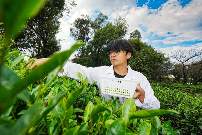 茶学院的学生在茶树种质资源科普园采茶。