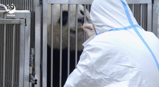 “马克龙将访华：还想要大熊猫”