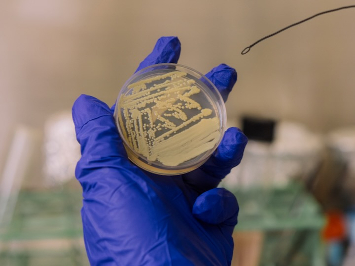 NASA洁净室惊现“装死细菌”：通过“代谢关闭”休眠，骗过灭菌检测