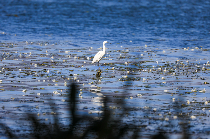 洱海是个湖为什么叫海 w700d1q75cms.jpg?by=cms_fixed_width