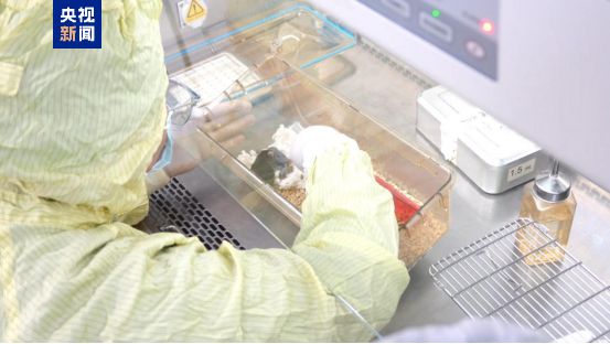 “太空小鼠”返回地面后成功孕育幼仔