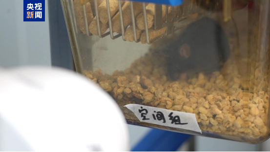 “太空小鼠”返回地面后成功孕育幼仔